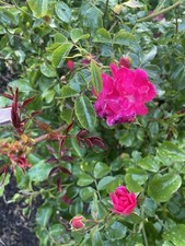 Rose  Canterbury 3 Plants In 10.5 Cm Pots