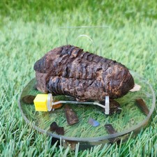 Trilobite fossil North