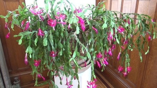 Christmas cactus buckleyi - christmas,