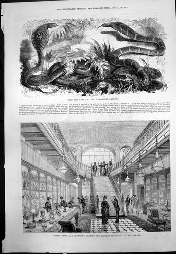 Old new snake - snake, gardens