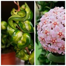 Uncommon Hoya Mauna Loa