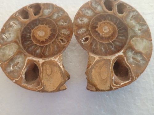Ammonite fossil half pair - ammonite,