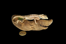 Taxidermy Brown Lizard (Lacertilia) Log no 227. L 15cm. Driftwood. Reptile.