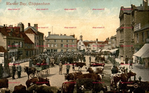 Market day chippenham - day, cattle