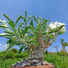 Pachypodium Saundersii South African succulent / cactus In 11 Cm Pot