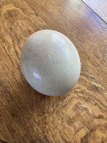 Real blown ostrich egg - blown,