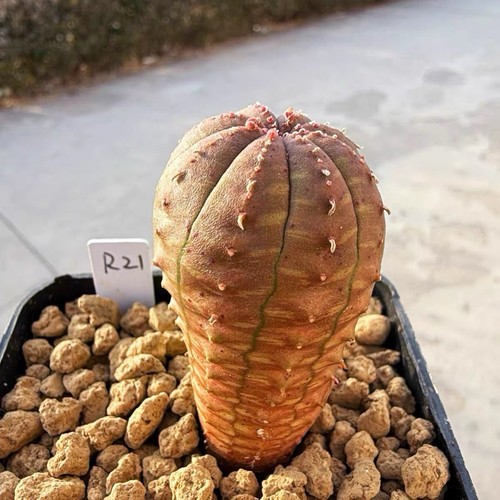 Euphorbia obesa seed - euphorbia,
