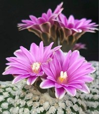 Pelecyphora valdeziana (Sierra