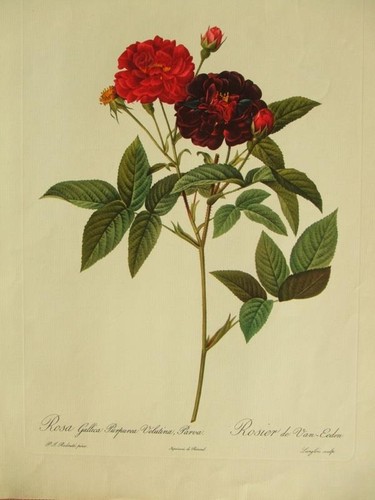 Rose gallica lithograph - gallica,