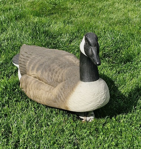 Goose decoy - goose,