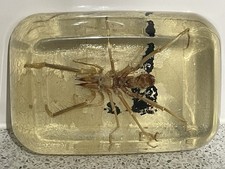 VINTAGE PERSPEX PAPERWEIGHT SOLIFUGAE SUN SPIDER CAMEL SPIDER WIND SCORPION