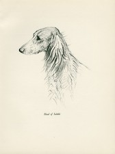 SALUKI HEAD STUDY LOVELY VINTAGE IMAGE 1936 DOG ART PRINT by ARTIST KF BARKER