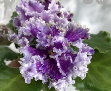 Violet.  AV-Neobuzdannaya
