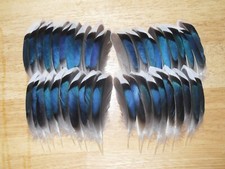 40 MALLARD DUCK  WING FEATHERS,FLY TYING,MILLINERY,HAIR,ART & CRAFT,JEWELLERY