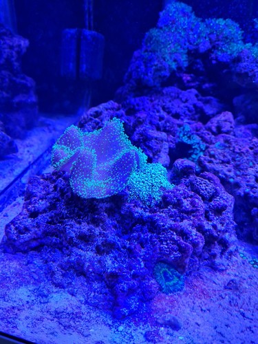 Neon green toadstool - coral, for