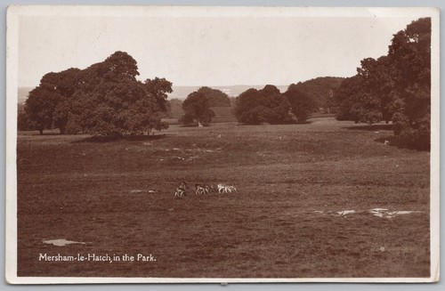Mersham hatch kent deer - mersham,