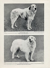 GREAT PYRENEES PYRENEAN MOUNTAIN DOG TWO NAMED DOGS OLD 1934 PRINT