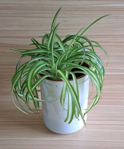 Beautiful indoor spider plant - indoor,