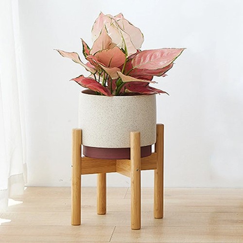 Bamboo wooden display - bamboo, plant