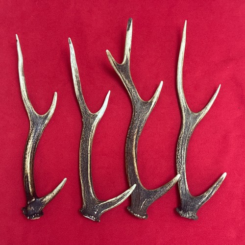 Pieces sika deer antlers - 4,