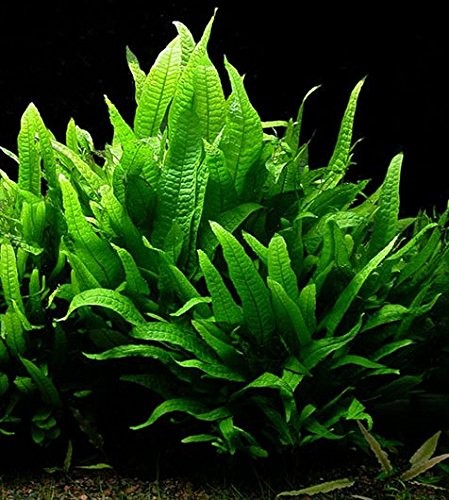 Biotope aquatics ltd bunch - ltd,