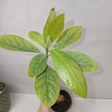 Avocado Plant – Healthy Young Tree in Cup Pot