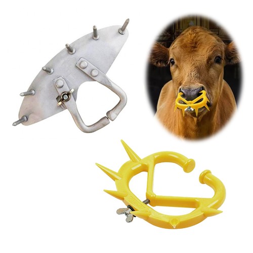 Calf cow cattle weaner - calf,