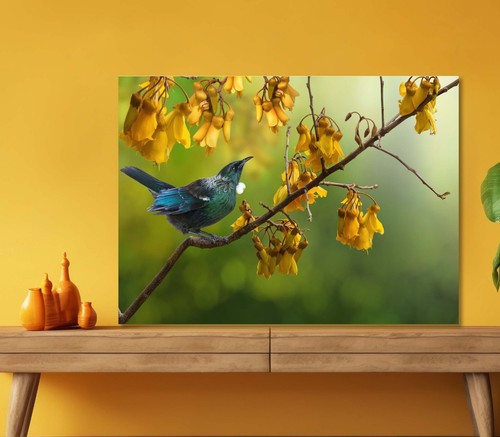 Tui bird with - bird,