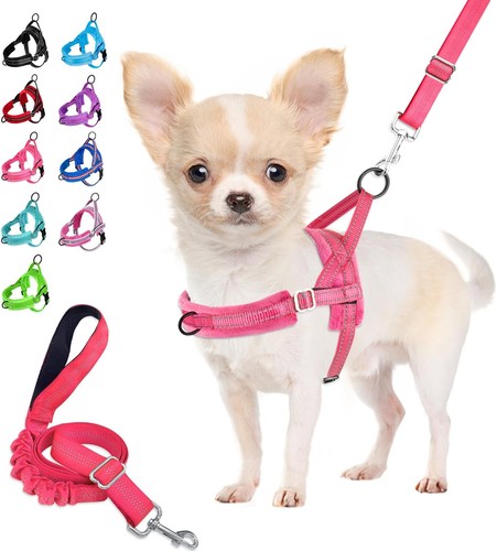 Small dog harness - and, lead