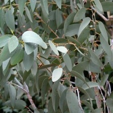 Caterpillar stick leaf insect - caterpillar/stick/leaf,