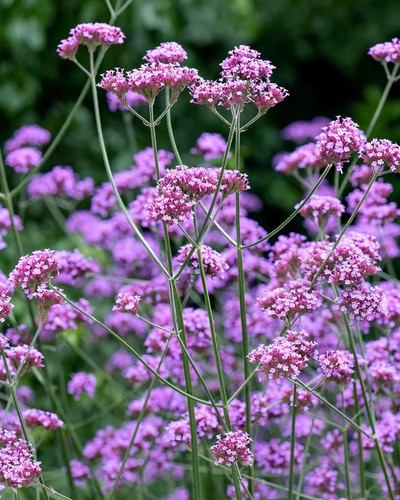 Set verbena bonariensis - of,