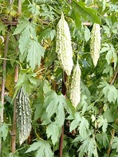 Indian,Bangladeshi Kerela