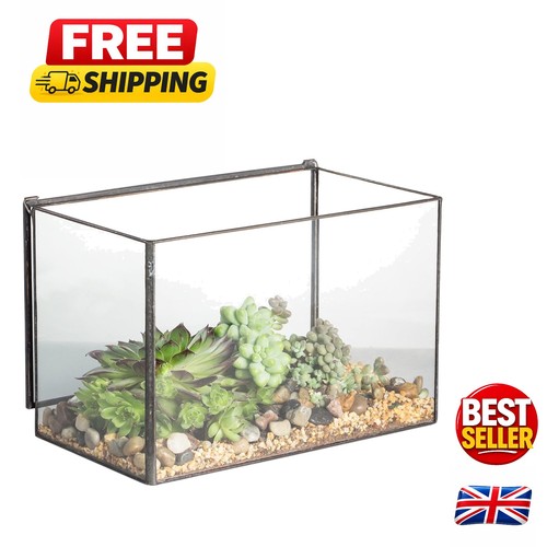 Black glass terrarium box with - glass,