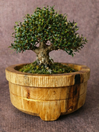Handcrafted oak bonsai planter - oak,
