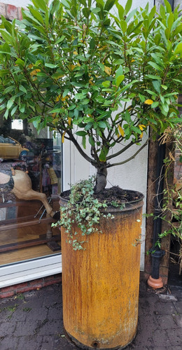 Aged tree pots - extra, large