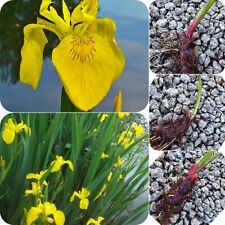 2x Yellow Flag Iris