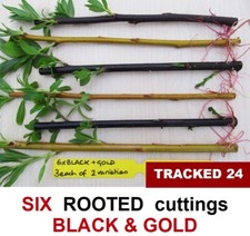Willow Tree ROOTED cuttings
