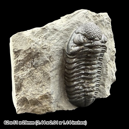 Phacops trilobite fossil - phacops,