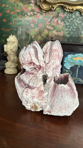 Large barnacle cluster shell - barnacle,