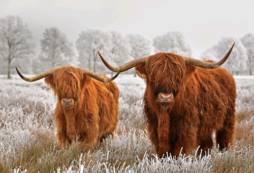Highland cows animal - cows, wild
