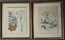 Pair of antique botanical prints engravings by Syd. Edwards & F Sansom 1805-06