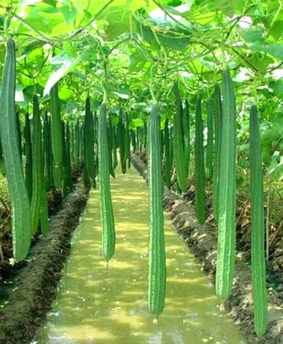 Luffa cylindrica vegetable - luffa,