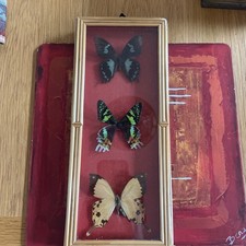 x3 Real Rare African Butterflies Framed (JV)
