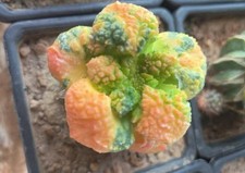 Live house plant - house,