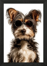 Biewer Terrier Dog Wearing