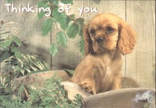 Thinking of You Cavalier King