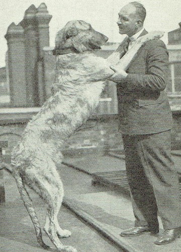 The tallest dog world - dog,