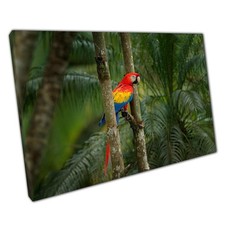 Vibrant Scarlet Macaw