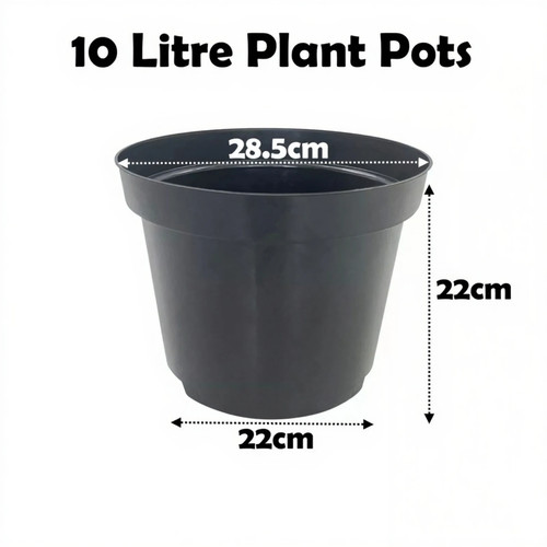 Litre black plant - 10,