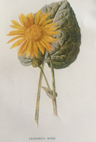 Antique print leopard bane - print,